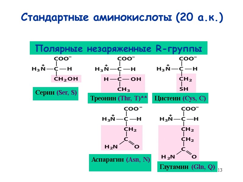 13 Стандартные аминокислоты (20 а.к.) Серин (Ser, S) Треонин (Thr, T)** Цистеин (Cys, C)